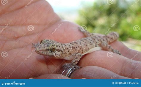   Fischio! Il Gecko Filiforme: Un Maestrò Del Camuffamento E Dell'Adattabilità Estrema!