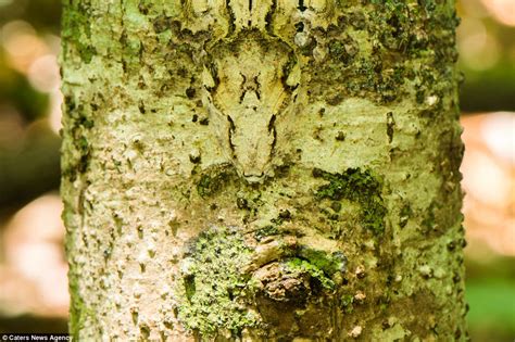  Halplana! Un piccolo ma affascinante esperto di mimetizzazione e di vita nascosta