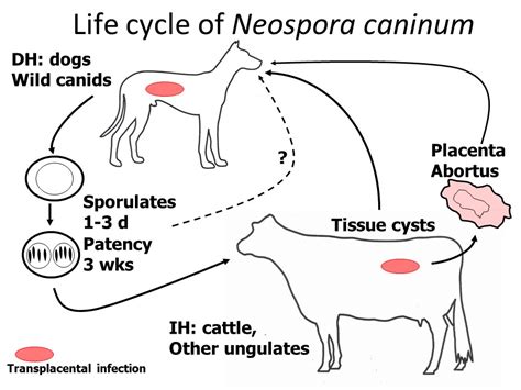  Neospora: Uno Stranissimo Parassita che Insidia la Salute dei Bovini e dei Cani!