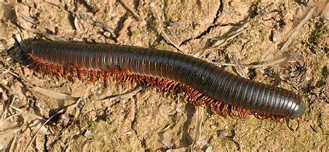  Ringuele: Una creatura dalle mille zampe che striscia nell'ombra umida!