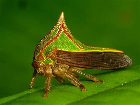 Umbonia! Una creatura affascinante che combina un aspetto alieno con una dieta sorprendentemente semplice!