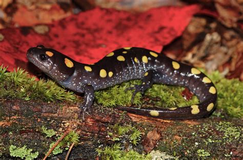  Yellow-Spotted Salamander: This Adorable Amphibian With Striking Yellow Spots Can Be Found Burrowing Under Logs and Leaf Litter!