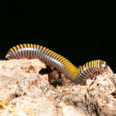  Yellowtail Millipede! A Creature That Crawls Through the Earth With Many Legs and a Striking Appearance