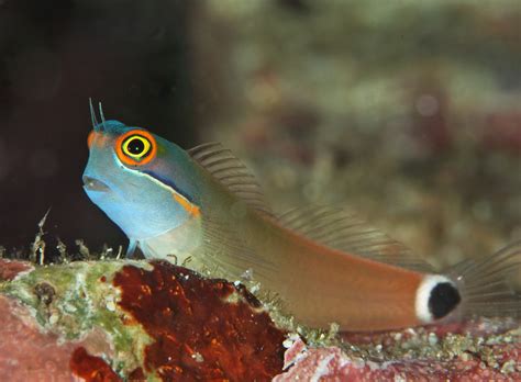  Blenny! Un piccolo pesce dal corpo robusto che predilige la vita costiera e si mimetizza con maestria tra le rocce