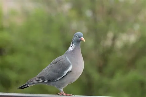  Colombaccio! Un Uccello che Combina la Maestosità di un Aquila con la Grazia di un Cigno