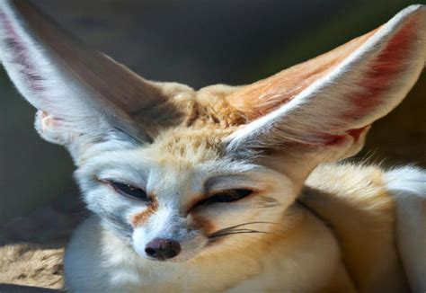  Fennec! Le orecchie incredibilmente grandi di questo piccolo volpino del deserto lo aiutano a sopravvivere alle temperature estreme del Sahara e a catturare prede con sorprendente precisione acustica.