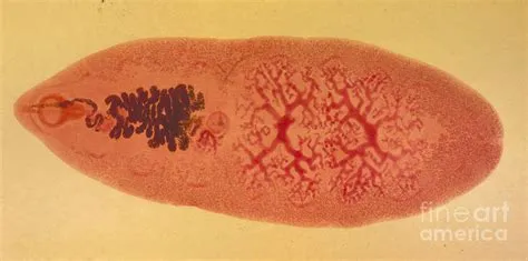  Giant Intestinal Fluke: Un Parassita Silenzioso che Vuole Farsi una Vacanza nella Tua Intestinale!