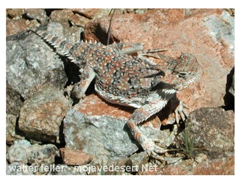   HORNED LIZARD:  Un mastro della mimetizzazione che sfoggia una corona di spine e si gusta deliziosi insetti!