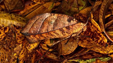 Katydid: Un Maestro di Camuffamento con una Melodia Notturna Incredibile!