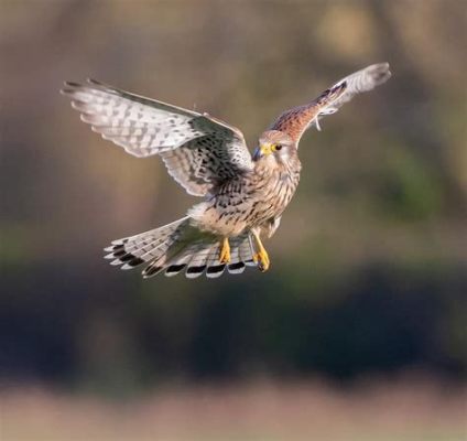  Kestrel! Uno splendido uccello rapace dal volo elegante che si distingue per la sua abilità nella caccia al volo.