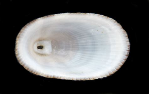  Keyhole Limpet: A Tiny Shell Dweller With Remarkable Survival Skills That Thrive In Harsh Coastal Environments!