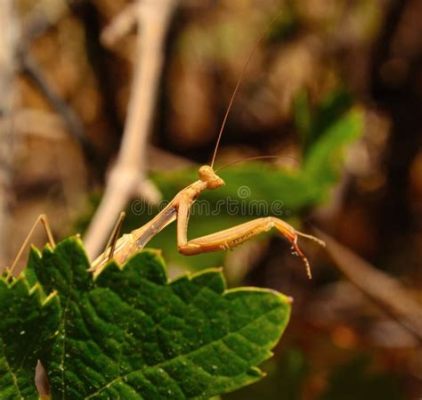  Mantis Religiosa: Una Creatura Fantastica che Si Nasconde nei Boschi e nelle Pratine!