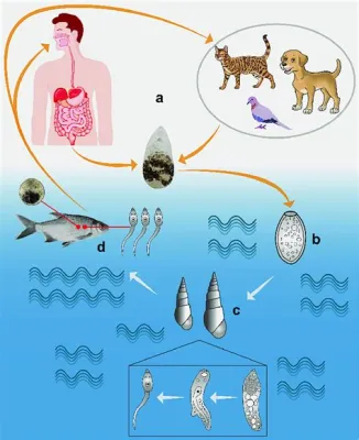  Metagonimus yokogawai: Un parassita astuto che si nasconde nel pesce crudo!