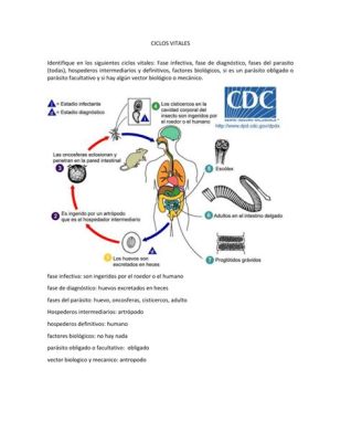  Neoderus! Una creatura parassitaria con un ciclo vitale davvero sorprendente