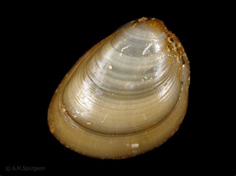  Nucula!  This Tiny Mollusc Packs A Punch, Displaying Incredible Resilience Despite Its Miniature Size