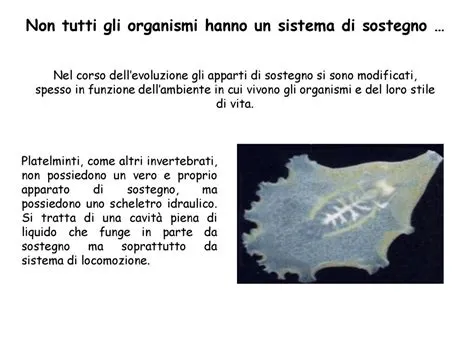  Opercularia! Un'Insigne Esigenza di Motilità che Coinvolge una Singolare Tecnica di Locomozione