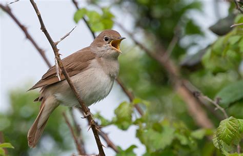  Un Usignolo del Bosco? No, Un Underwing!  Scopri I Segreti di Questo Fantasticoinsetto Notturno Con Ali Bianche e Marcate