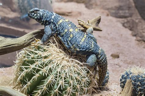  Uromastix!  A Tiny Tank With Legs That Can Survive Almost Anything