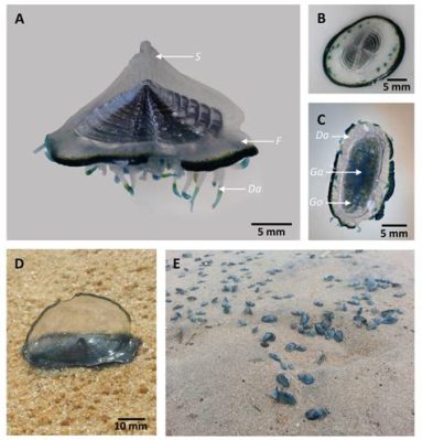  Velella: Una colonia di organismi gelatinososi che galleggia con le onde e sfida la gravità