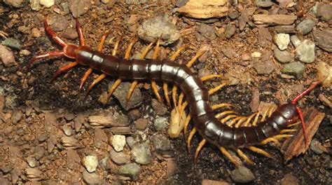  Vietnamese Centipede: A Marvelous Mosaic of Legs Crawling Through Leaf Litter!