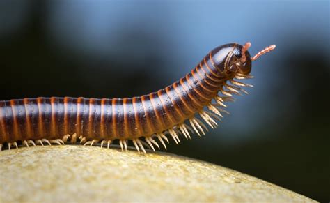  Xerotyphlops: Questo strano diplopode con un corpo incredibilmente lungo e sinuoso si nasconde nelle foreste pluviali!