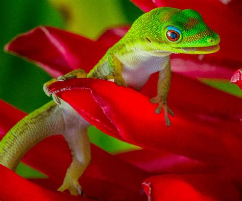  Zanzibari Gecko: Uno Scintillante Gioiello che Nasconde un Sorprendente Talento Mimetico!